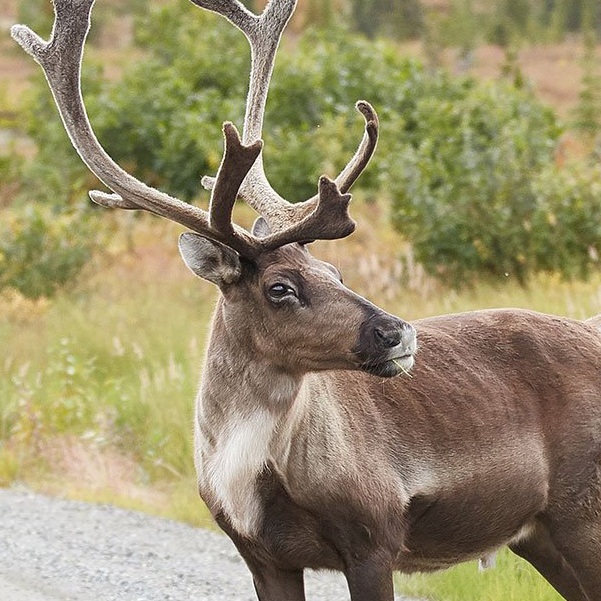 The commonly cited names of the eight fictional reindeer are Dancer